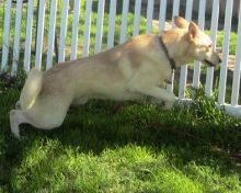 Fritz, a white german shepherd