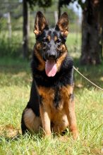 Fritz, a black and tan german shepherd