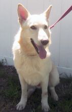 Fritz, a white german shepherd