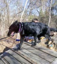 Gretel, a black german shepherd