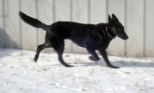 Gretel, a black german shepherd