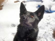 Gretel, a black german shepherd