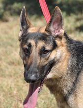 Gunther, a black and tan german shepherd, headshot