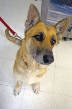 Hannah, a black and tan german shepherd