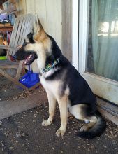 Hans, a black and tan german shepherd