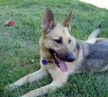 Hazel, a black and tan german shepherd