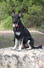 Hero, a black and cream german shepherd