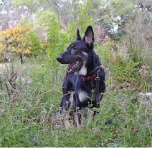 Hero, a black and cream german shepherd