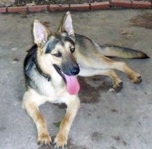 Hogan, a black and tan german shepherd