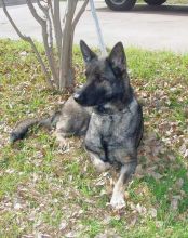 Inka, a sable german shepherd