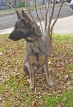 Inka, a sable german shepherd