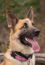 Ivy, a black and tan german shepherd