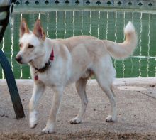 JJ, a white german shepherd