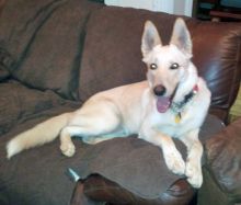 JJ, a white german shepherd