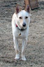 JJ, a white german shepherd