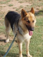 Jake, a black and tan german shepherd