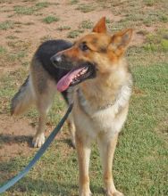 Jake, a black and tan german shepherd