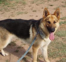 Jake, a black and tan german shepherd