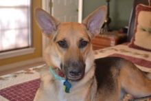 Jamie, a black and tan german shepherd