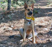 Jamie, a black and tan german shepherd