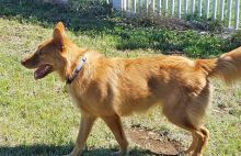 Jax, a brown and white german shepherd mix