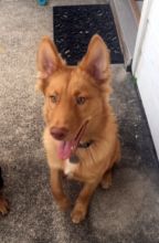 Jax, a brown and white german shepherd mix