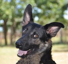 Jesse James, a black and tan german shepherd