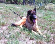 Jess, a long-haired black and tan german shepherd