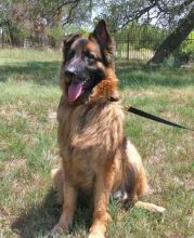 Jess, a long-haired black and tan german shepherd