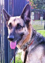 Jill, a black and tan german shepherd