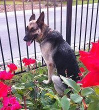 Jill, a black and tan german shepherd