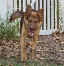 Judge, a black and liver german shepherd