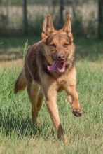 Judge, a black and liver german shepherd running joyfully across a field