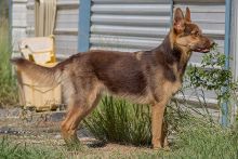 Judge, a black and liver german shepherd standing