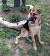 Juniper, a black and tan german shepherd