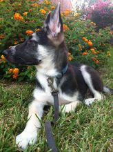Justice, a black and cream german shepherd puppy