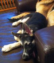 Justice, a black and cream german shepherd puppy