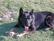 Kain, a black and white shepherd