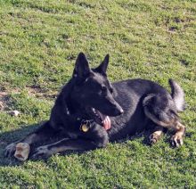 Kain, a black and white shepherd