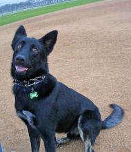 Kain, a black and white shepherd