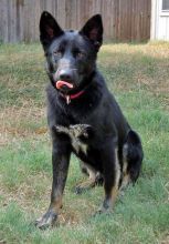 Kain, a black german shepherd