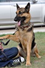 Capri, a black and tan shepherd shaking paws