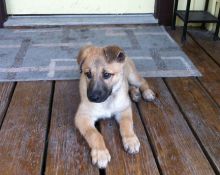 Kayla, a tan and black german shepherd puppy