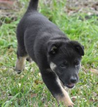 Kelie, a black and tan german shepherd puppy