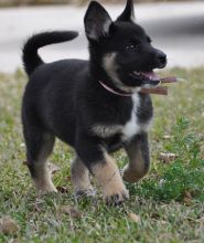 Kelie, a black and tan german shepherd puppy