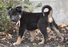 Kelie, a black and tan german shepherd puppy