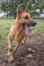 King, a red sable german shepherd