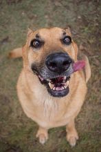 King, a red sable german shepherd