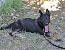 King, a black german shepherd, sitting down