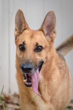 King, a red sable german shepherd